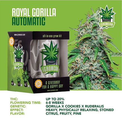 Royal Queen Seeds iGrowCan All-In-One Hemp Grow Kit - Vape Boss